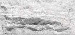 Гибкая керамика Phomi Crossard Mushroom Stone Cloud White 800x400х3 мм